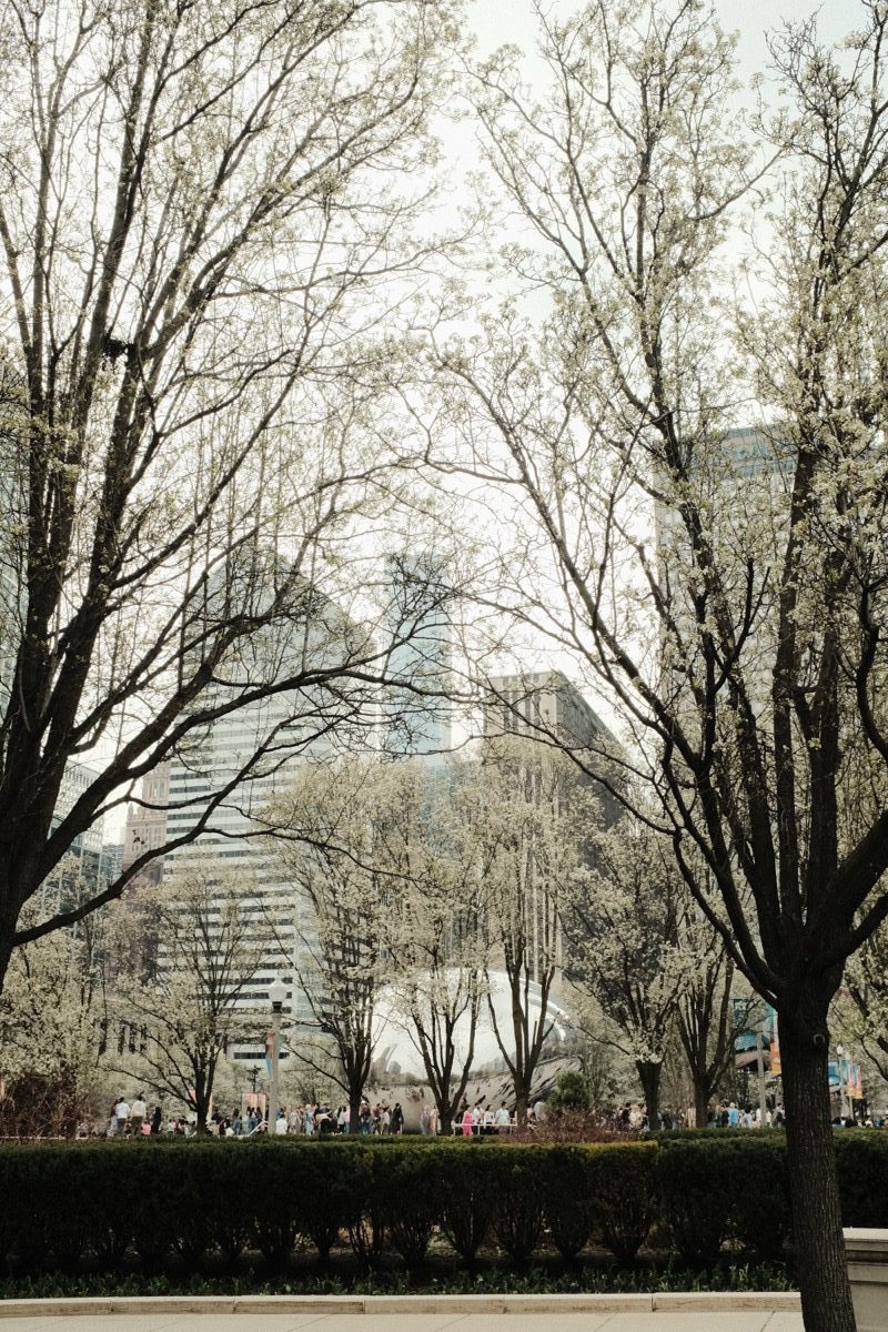 Bare tree branches against winter sky