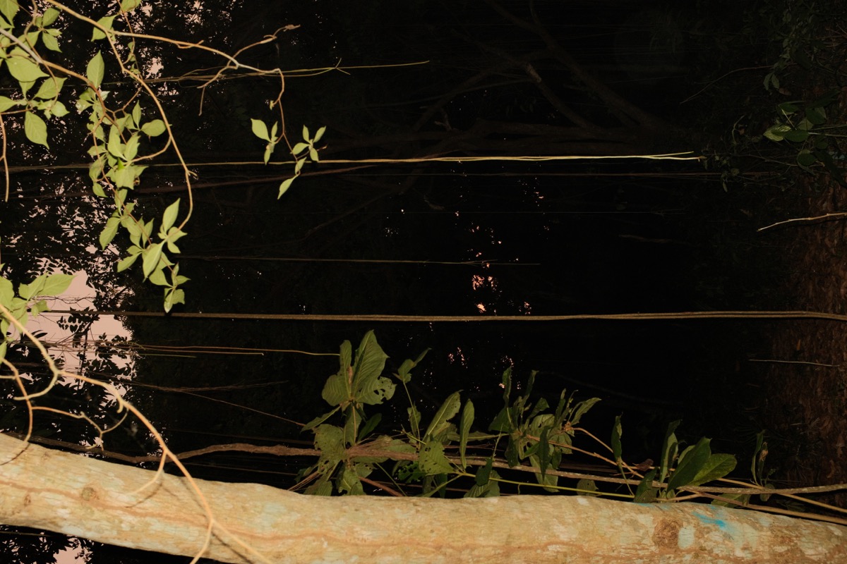 Dense foliage by water at night