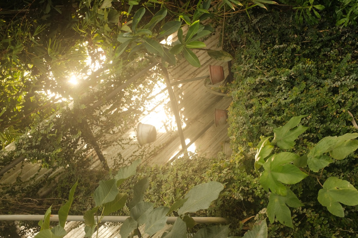 Tropical foliage framing stone architecture