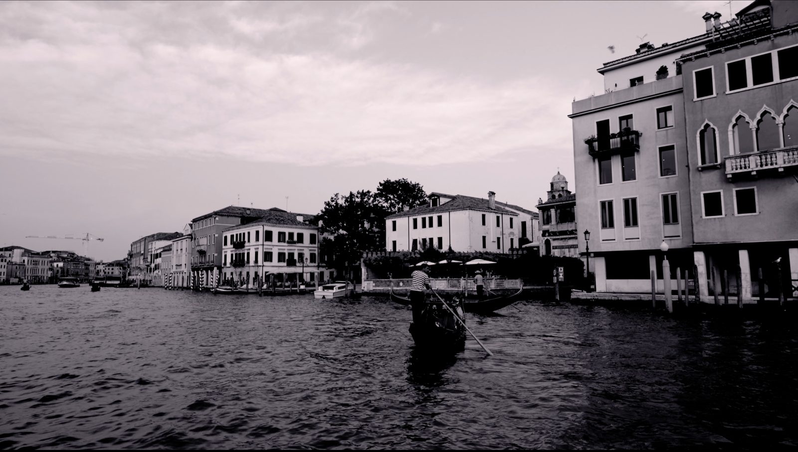 Plant with dramatic cast shadows in golden light